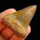 Great White Shark Tooth 1.85 Megalodon Teeth Era Fossil Unrestored