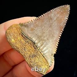 Great White Shark Tooth 1.85 Megalodon Teeth Era Fossil unrestored