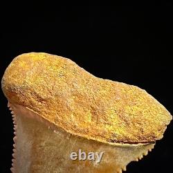 Great White Shark Tooth 1.85 Megalodon Teeth Era Fossil unrestored