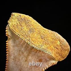 Great White Shark Tooth 1.85 Megalodon Teeth Era Fossil unrestored