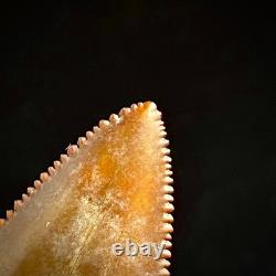Great White Shark Tooth 1.85 Megalodon Teeth Era Fossil unrestored