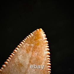 Great White Shark Tooth 1.85 Megalodon Teeth Era Fossil unrestored