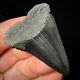 Great White Shark Tooth 1.89 Megalodon Teeth Era Real Fossil Unrestored