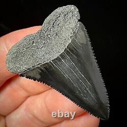 Great White Shark Tooth 1.89 Megalodon Teeth Era Real Fossil unrestored