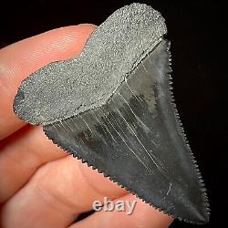 Great White Shark Tooth 1.89 Megalodon Teeth Era Real Fossil unrestored