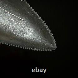 Great White Shark Tooth 1.89 Megalodon Teeth Era Real Fossil unrestored