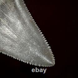 Great White Shark Tooth 1.89 Megalodon Teeth Era Real Fossil unrestored