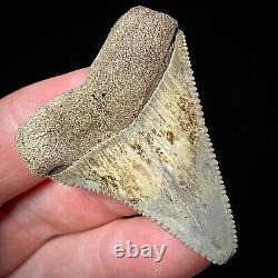 Great White Shark Tooth 1.90 Megalodon Teeth Era Real Fossil unrestored