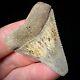 Great White Shark Tooth 1.90 Megalodon Teeth Era Real Fossil Unrestored