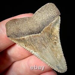 Great White Shark Tooth 1.90 Megalodon Teeth Era Real Fossil unrestored