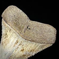 Great White Shark Tooth 1.90 Megalodon Teeth Era Real Fossil unrestored