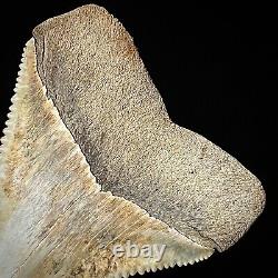 Great White Shark Tooth 1.90 Megalodon Teeth Era Real Fossil unrestored