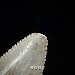 Great White Shark Tooth 1.90 Megalodon Teeth Era Real Fossil unrestored