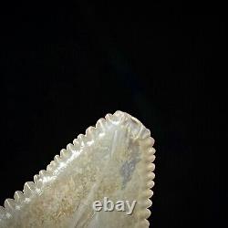Great White Shark Tooth 1.90 Megalodon Teeth Era Real Fossil unrestored