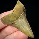 Great White Shark Tooth 1.96 Megalodon Teeth Era Real Fossil Unrestored