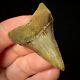 Great White Shark Tooth 1.96 Megalodon Teeth Era Real Fossil Unrestored