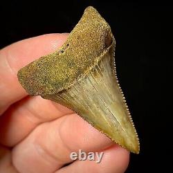 Great White Shark Tooth 1.96 Megalodon Teeth Era Real Fossil unrestored