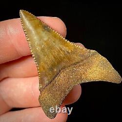 Great White Shark Tooth 1.96 Megalodon Teeth Era Real Fossil unrestored