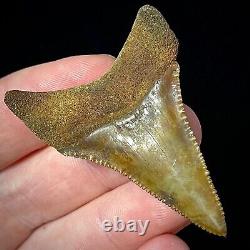 Great White Shark Tooth 1.96 Megalodon Teeth Era Real Fossil unrestored