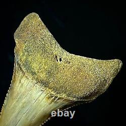 Great White Shark Tooth 1.96 Megalodon Teeth Era Real Fossil unrestored