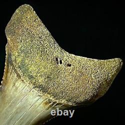 Great White Shark Tooth 1.96 Megalodon Teeth Era Real Fossil unrestored