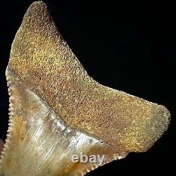Great White Shark Tooth 1.96 Megalodon Teeth Era Real Fossil unrestored
