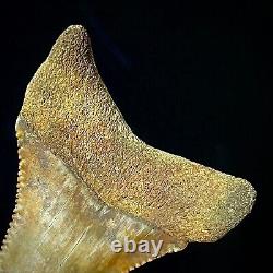 Great White Shark Tooth 1.96 Megalodon Teeth Era Real Fossil unrestored