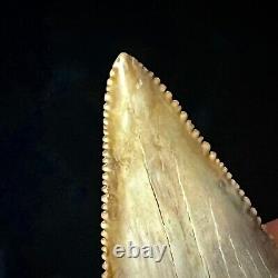 Great White Shark Tooth 1.96 Megalodon Teeth Era Real Fossil unrestored