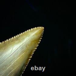 Great White Shark Tooth 1.96 Megalodon Teeth Era Real Fossil unrestored