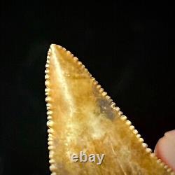 Great White Shark Tooth 1.96 Megalodon Teeth Era Real Fossil unrestored