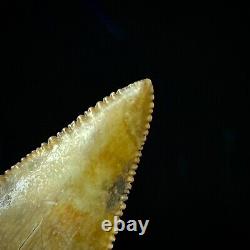 Great White Shark Tooth 1.96 Megalodon Teeth Era Real Fossil unrestored