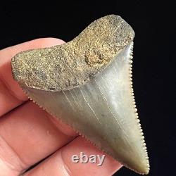 Great White Shark Tooth 2.02 Megalodon Teeth Era Fossil unrestored Neogene