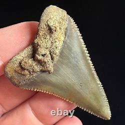 Great White Shark Tooth 2.02 Megalodon Teeth Era Fossil unrestored Neogene
