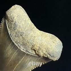 Great White Shark Tooth 2.02 Megalodon Teeth Era Fossil unrestored Neogene