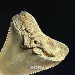 Great White Shark Tooth 2.02 Megalodon Teeth Era Fossil unrestored Neogene