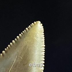 Great White Shark Tooth 2.02 Megalodon Teeth Era Fossil unrestored Neogene