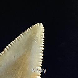 Great White Shark Tooth 2.02 Megalodon Teeth Era Fossil unrestored Neogene Great White Shark Tooth 2.02 Megalodon Teeth Era Fossil unrestored Neogene