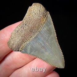 Great White Shark Tooth 2.03 Megalodon Teeth Era Real Fossil unrestored