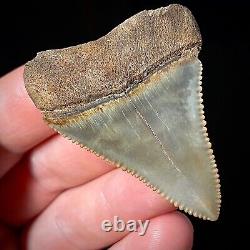 Great White Shark Tooth 2.03 Megalodon Teeth Era Real Fossil unrestored