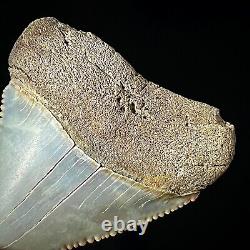 Great White Shark Tooth 2.03 Megalodon Teeth Era Real Fossil unrestored