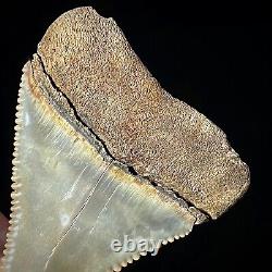 Great White Shark Tooth 2.03 Megalodon Teeth Era Real Fossil unrestored