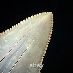 Great White Shark Tooth 2.03 Megalodon Teeth Era Real Fossil unrestored