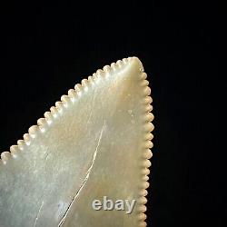 Great White Shark Tooth 2.03 Megalodon Teeth Era Real Fossil unrestored