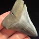 Great White Shark Tooth 2.45 Megalodon Teeth Era Fossil Unrestored Neogene