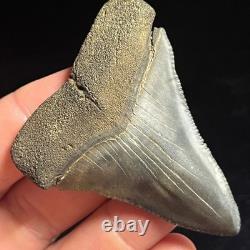 Great White Shark Tooth 2.45 Megalodon Teeth Era Fossil unrestored Neogene