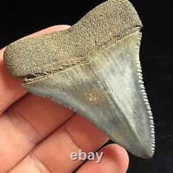 Great White Shark Tooth 2.45 Megalodon Teeth Era Fossil unrestored Neogene
