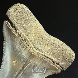 Great White Shark Tooth 2.45 Megalodon Teeth Era Fossil unrestored Neogene