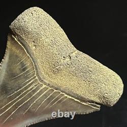 Great White Shark Tooth 2.45 Megalodon Teeth Era Fossil unrestored Neogene