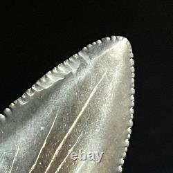 Great White Shark Tooth 2.45 Megalodon Teeth Era Fossil unrestored Neogene