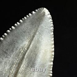 Great White Shark Tooth 2.45 Megalodon Teeth Era Fossil unrestored Neogene